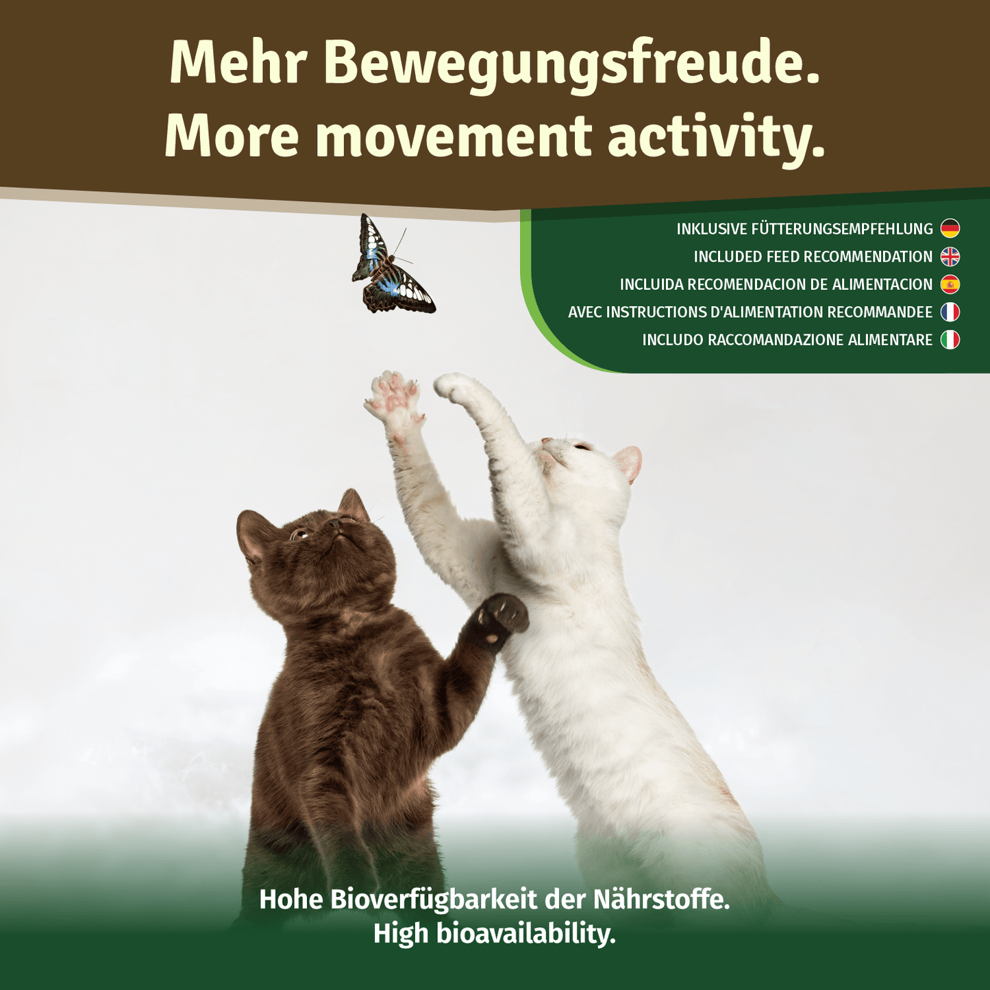 Veddelholzer Grünlippmuschelpulver – für Hunde, Katzen & Pferde (100% rein)