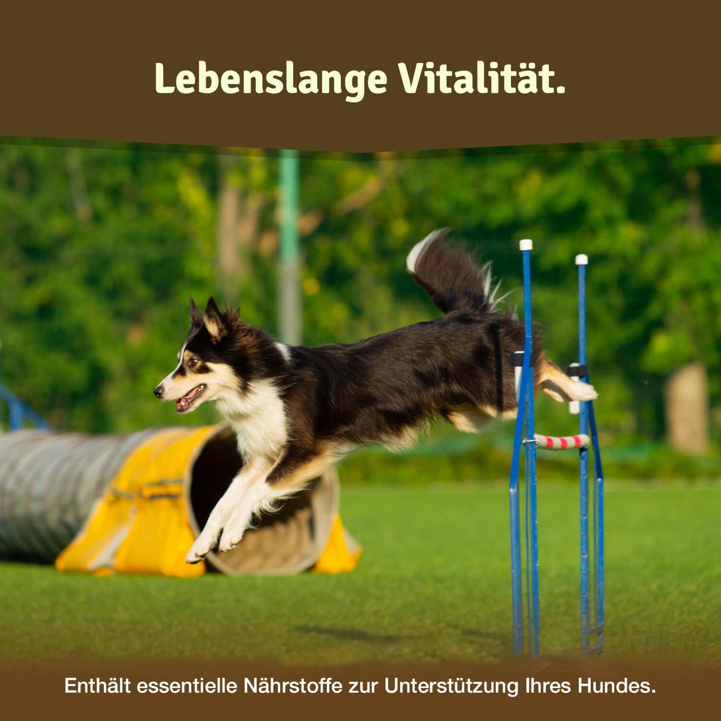 Veddelholzer Hunde Gelenktabletten  Ergänzungsfuttermittel für Hunde
