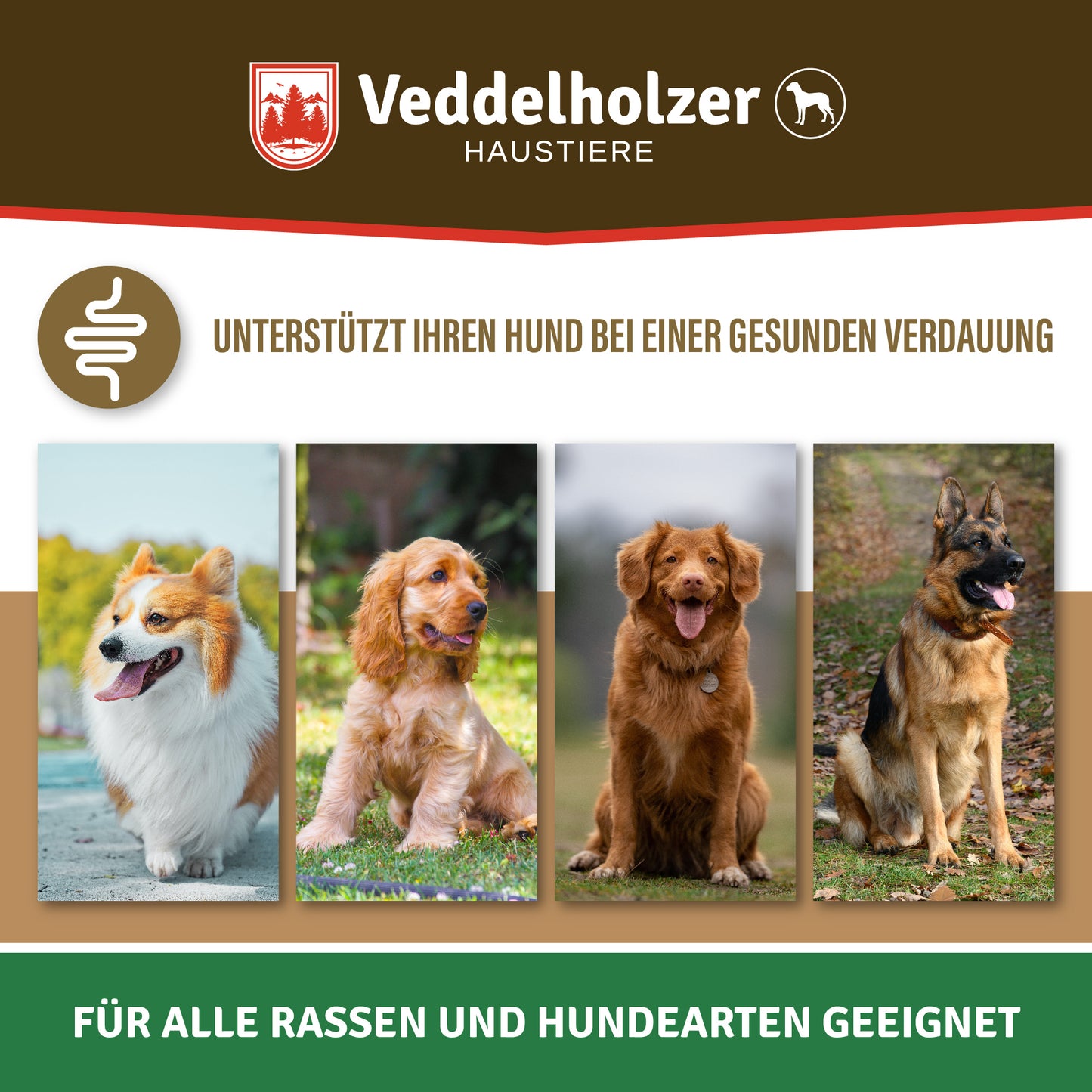 Veddelholzer Probiotika Leckerlis für Hunde – Darmflora & Verdauung