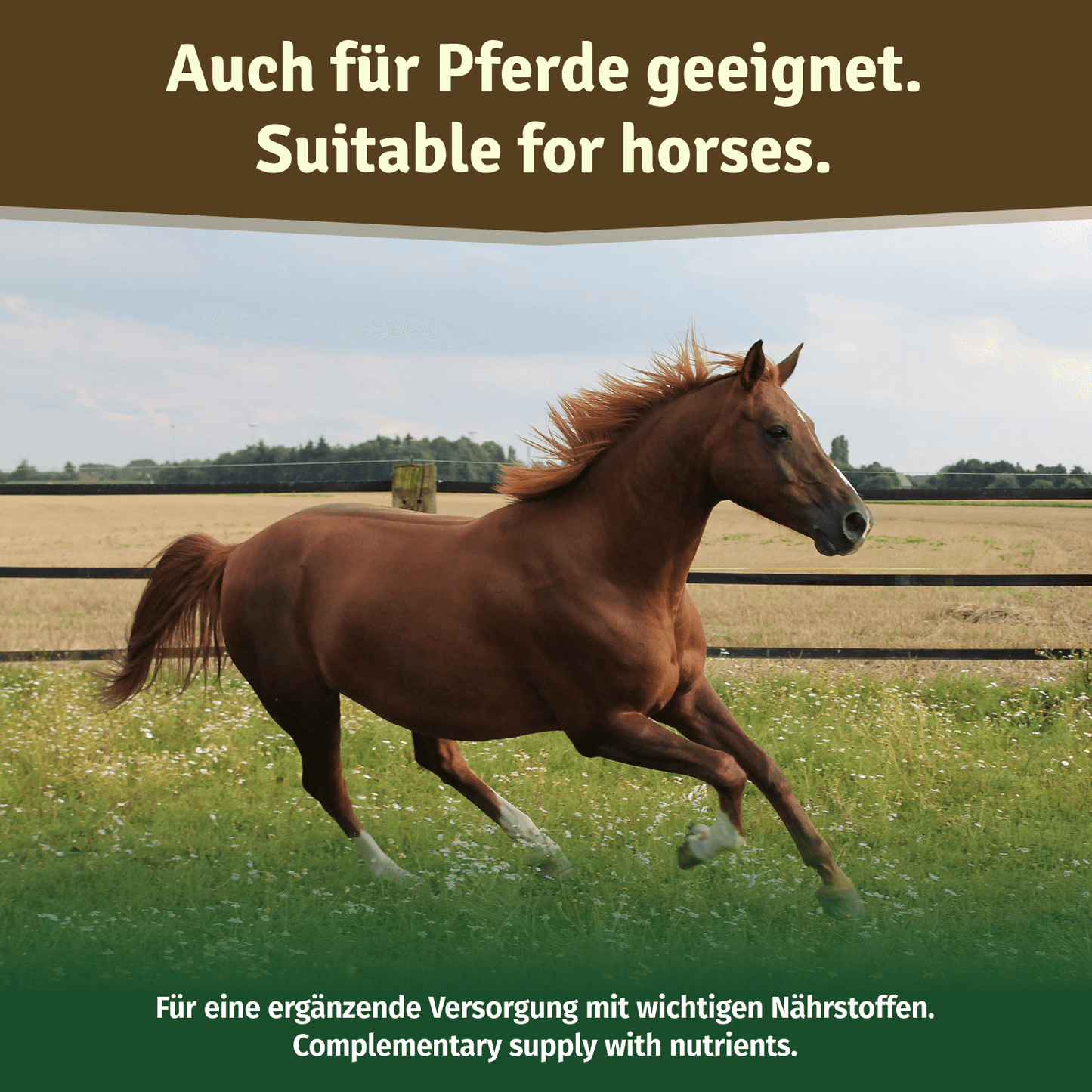 Veddelholzer Grünlippmuschelpulver – für Hunde, Katzen & Pferde (100% rein)